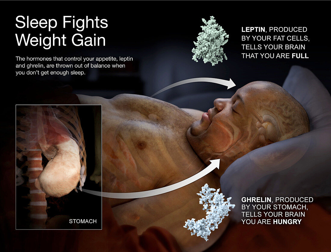 Sleep Fights Weight Gain