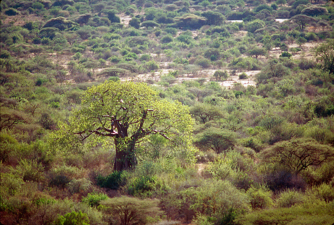 Yaeda Valley, Tanzania