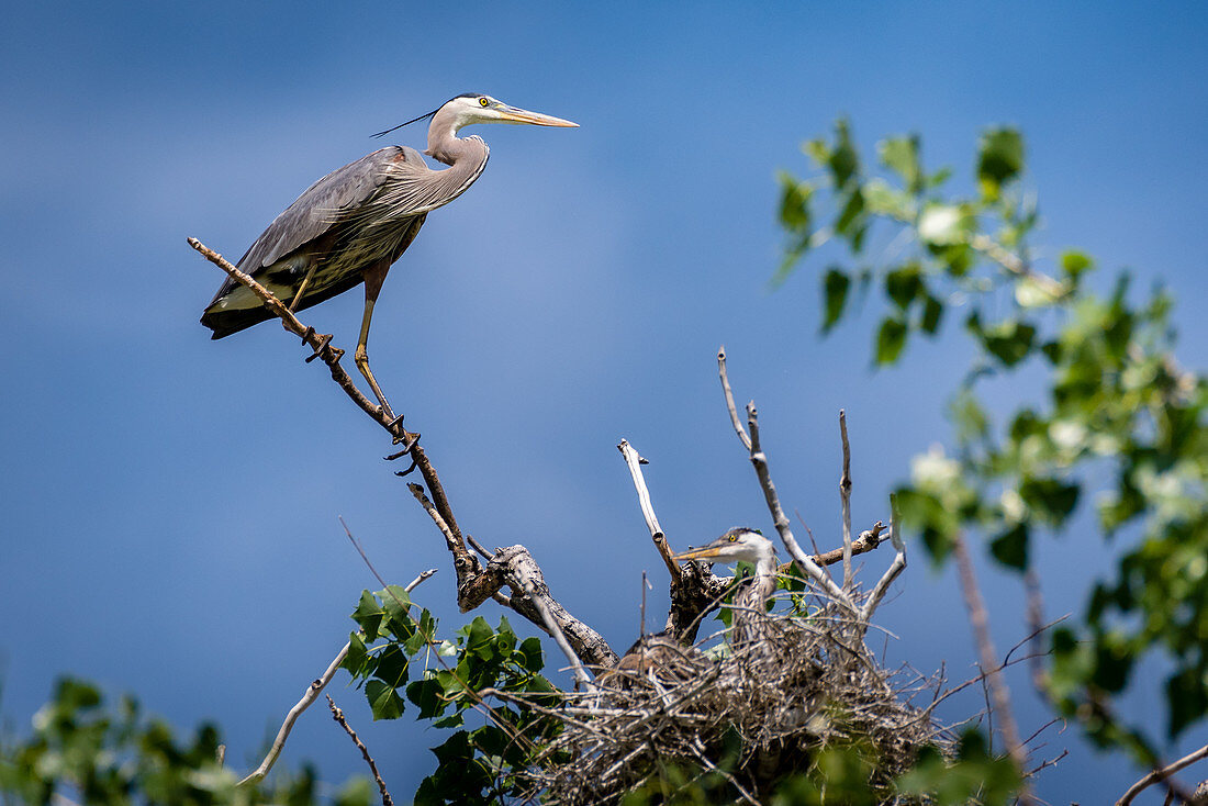 Great Blue Herons on Nest