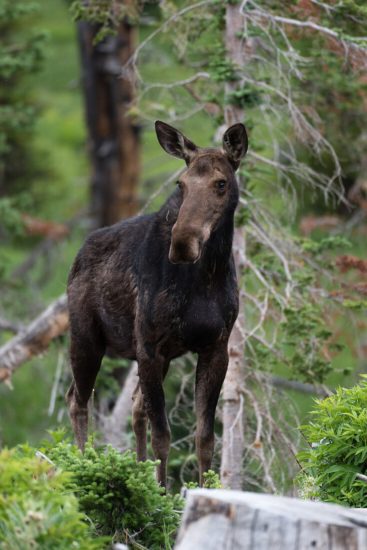Young Moose in Forest