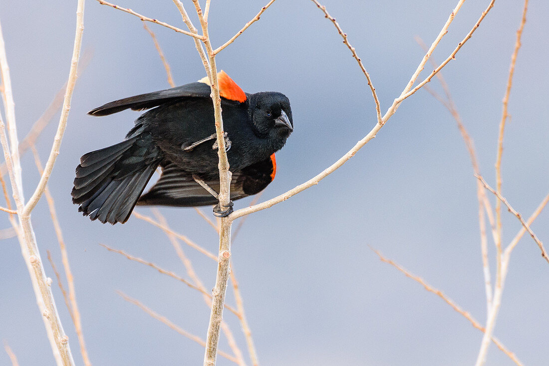 Male Red-winged Blackbird Displaying
