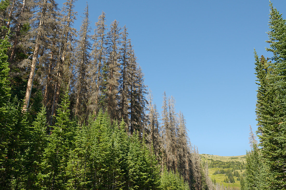 Spruce beetle infestation