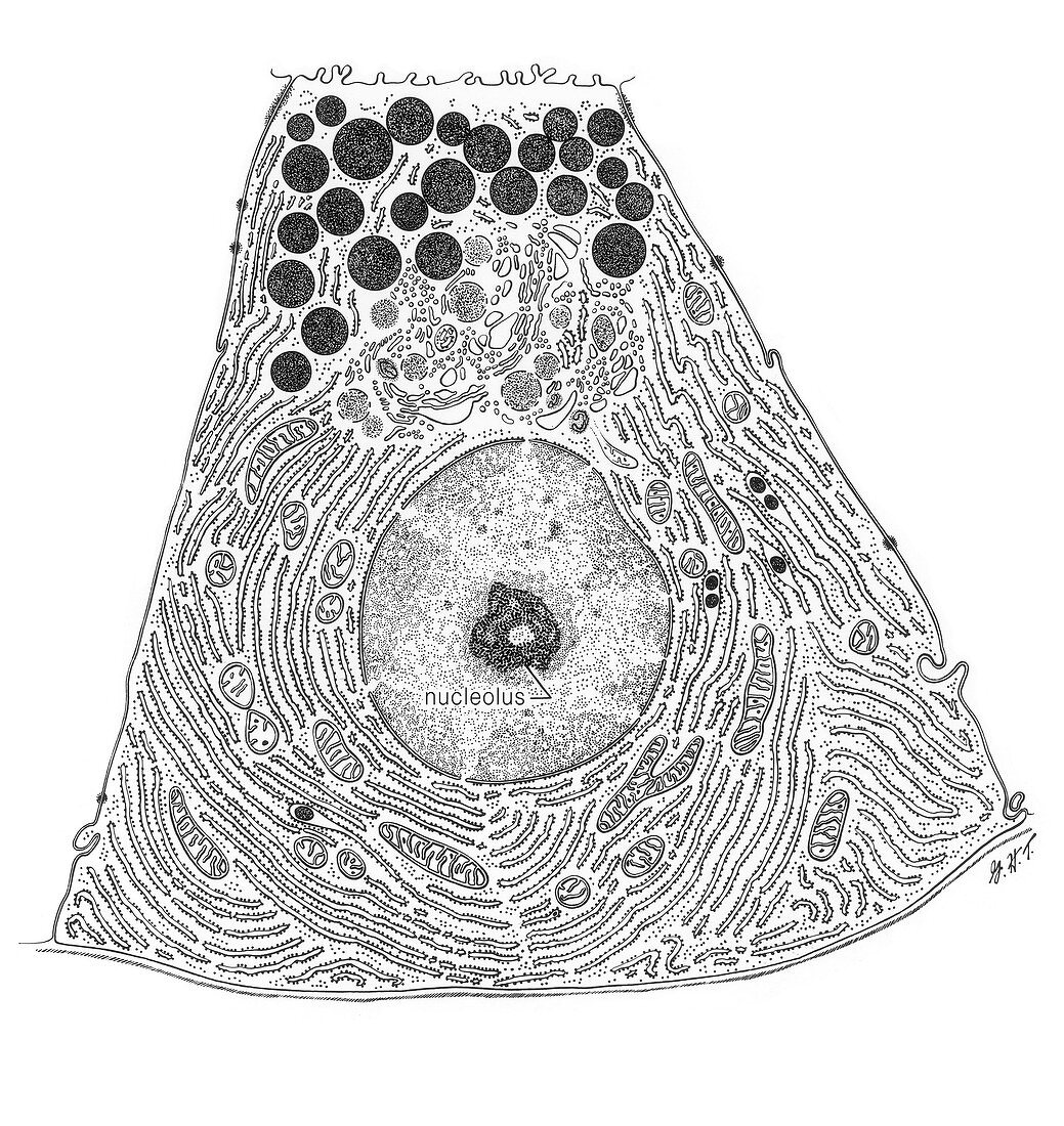 Acinar Cell of Pancreas, Illustration