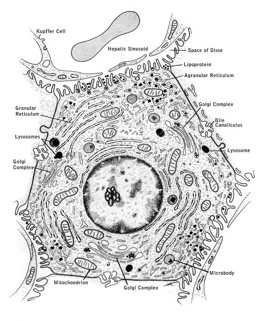 Liver Cell with Labelled Structures, Illustration