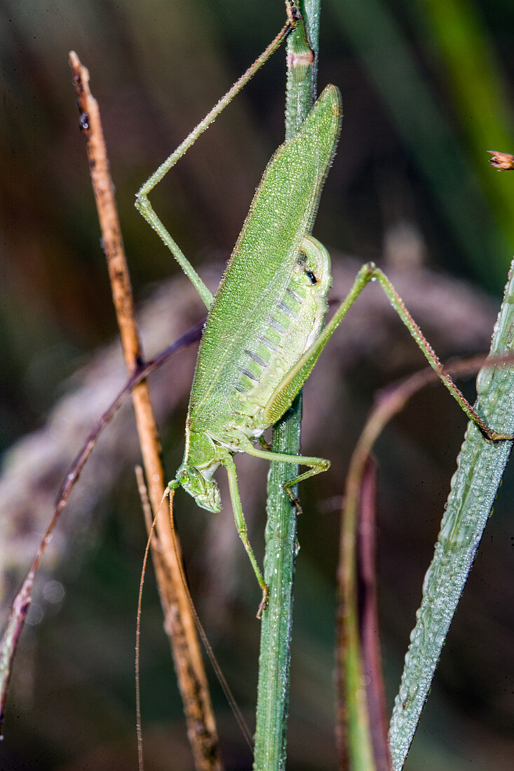 Katydid