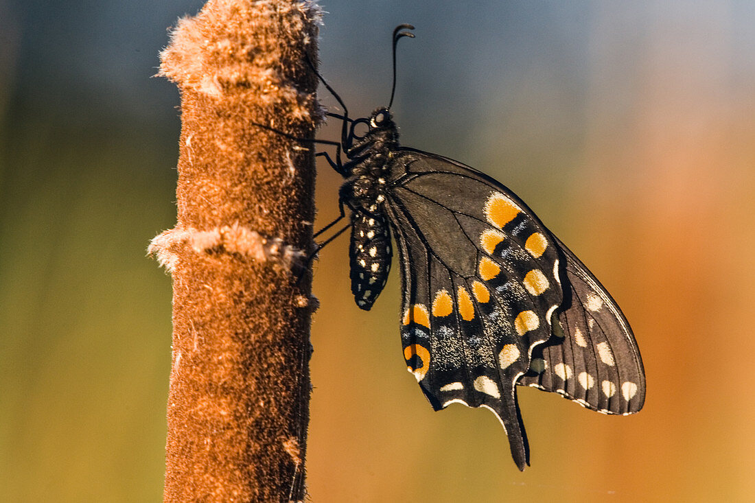 Black Swallowtail Butterfly