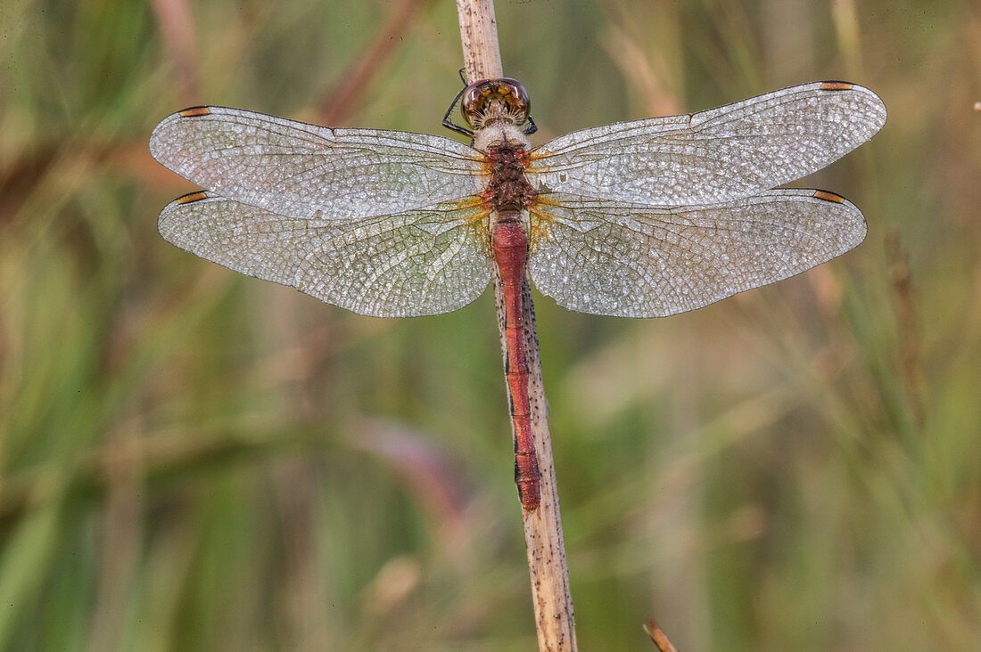 Meadowhawk Dragonfly