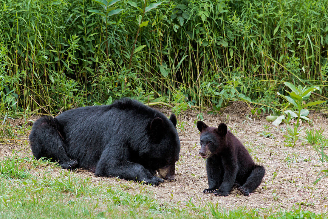 American Black Bear