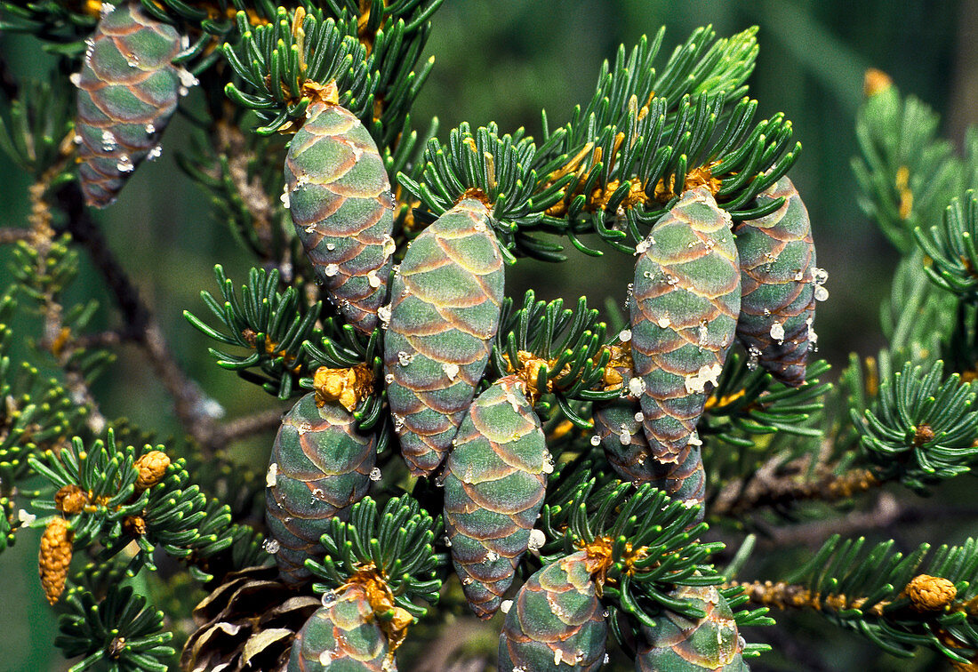 Immature Red Spruce Cones