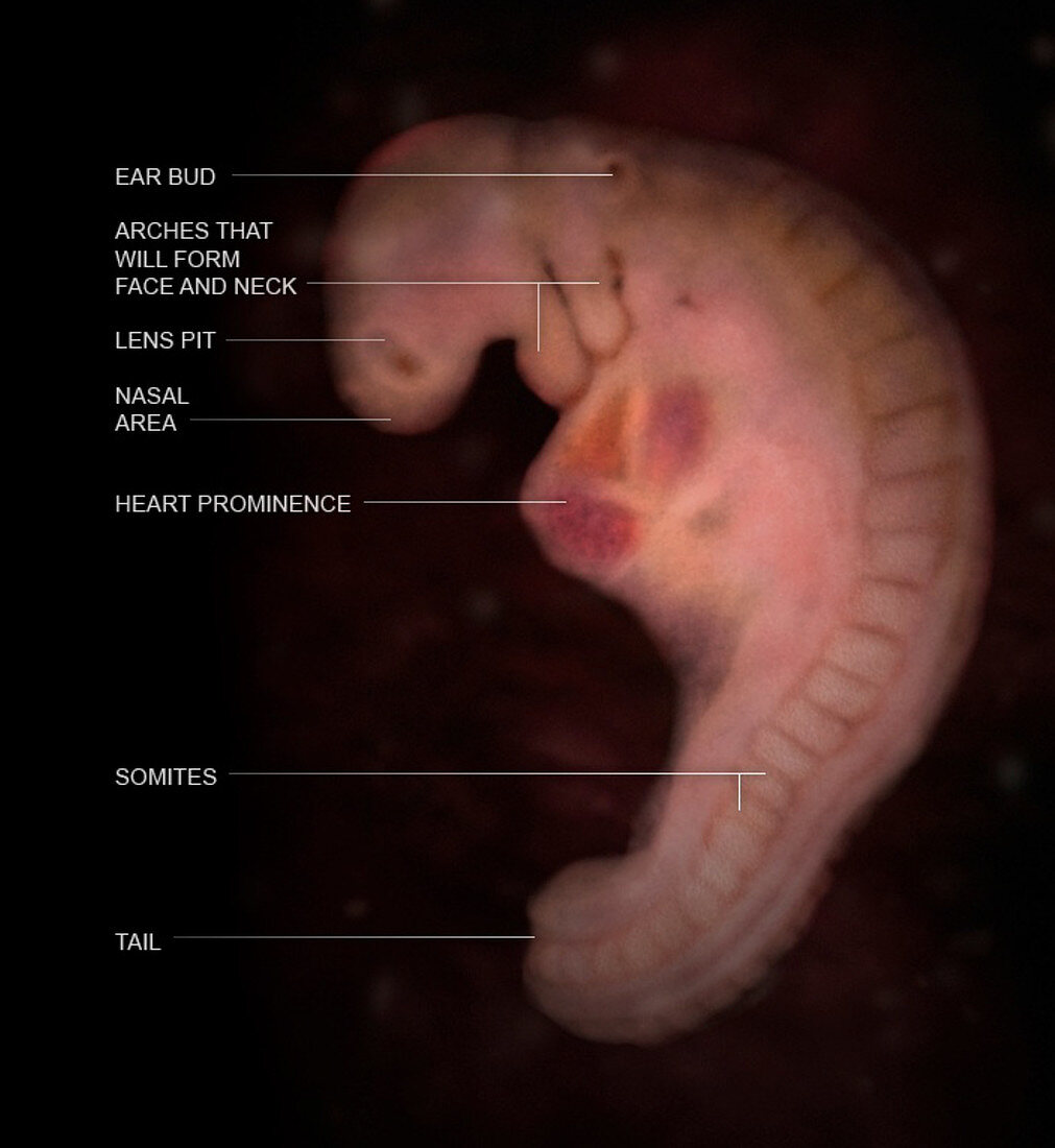 Embryo, Week 6