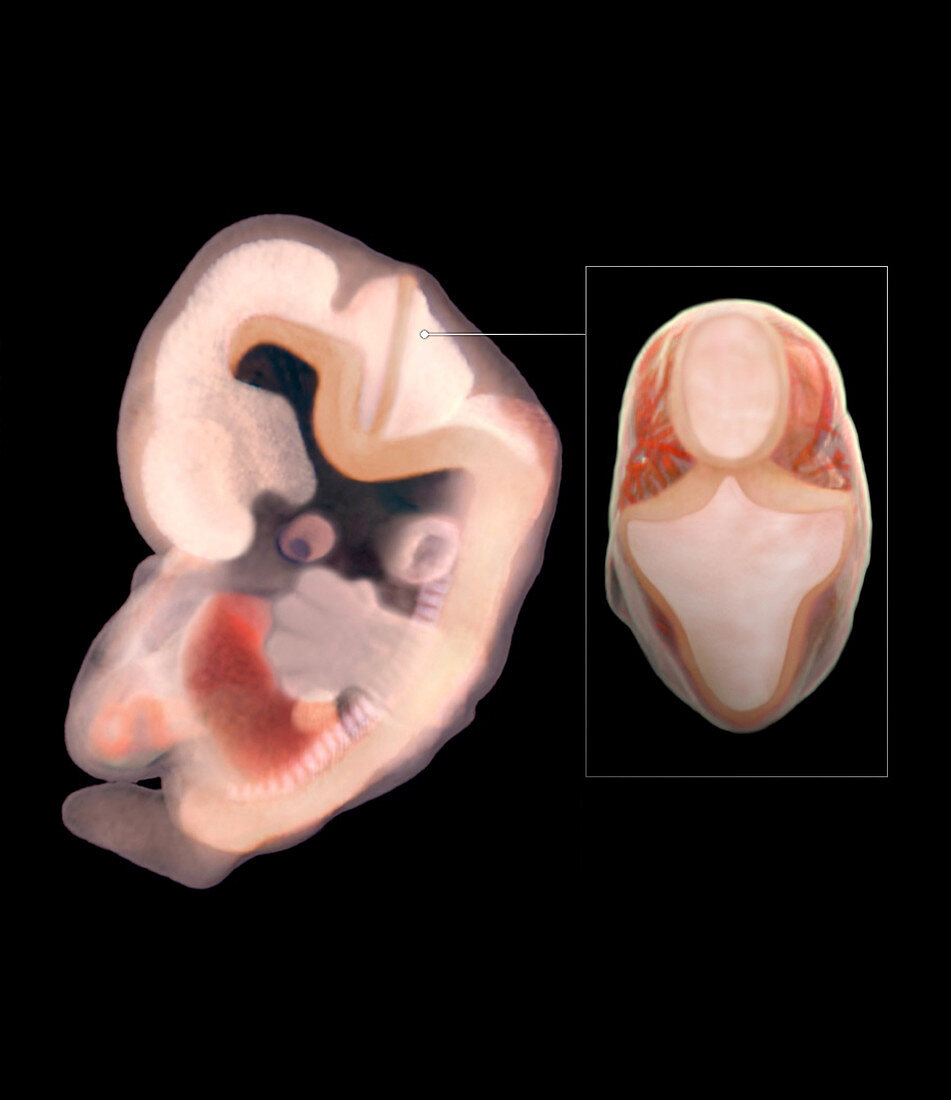 Embryo Brain, Week 8