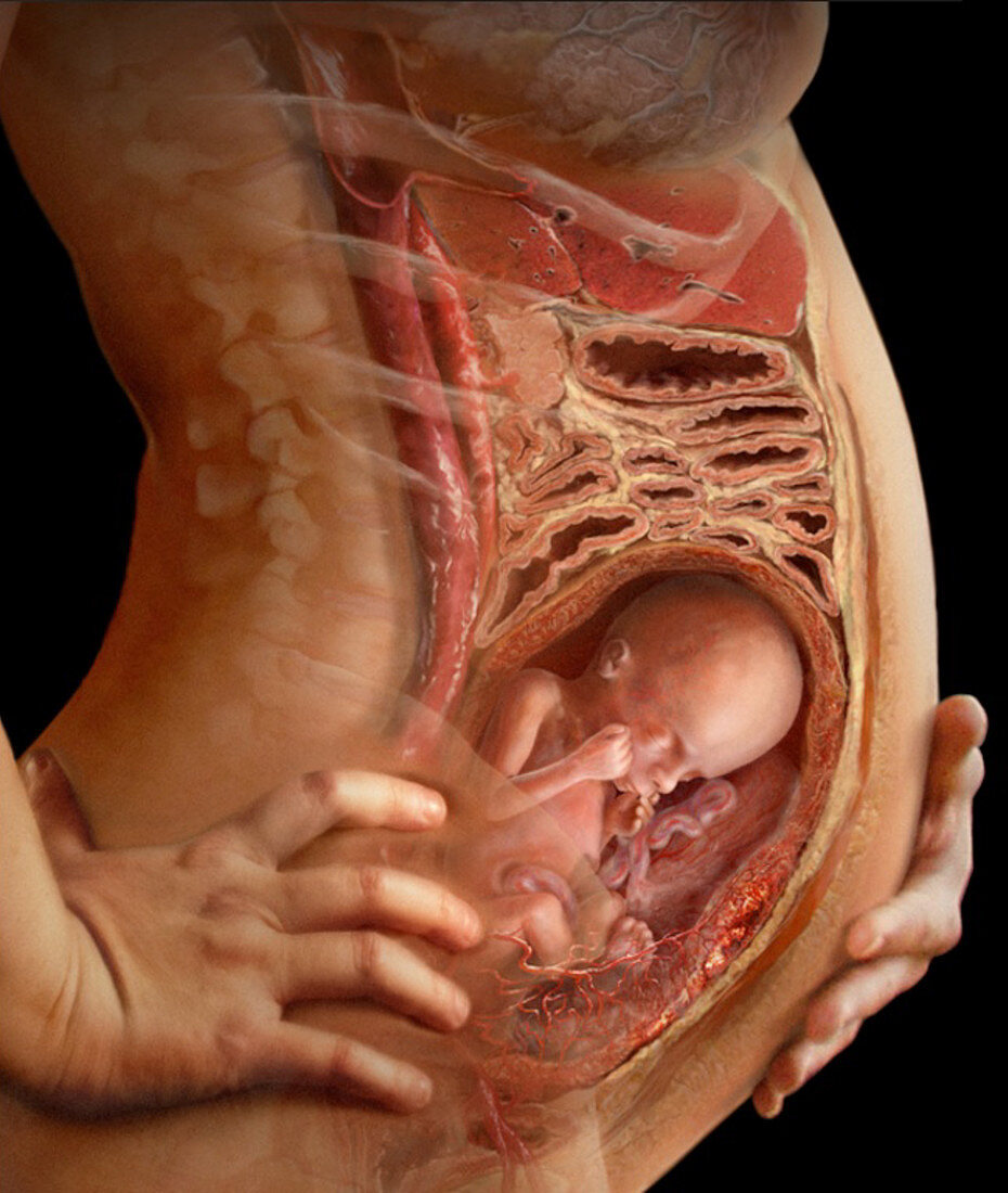 Fetus in Womb, Week 21