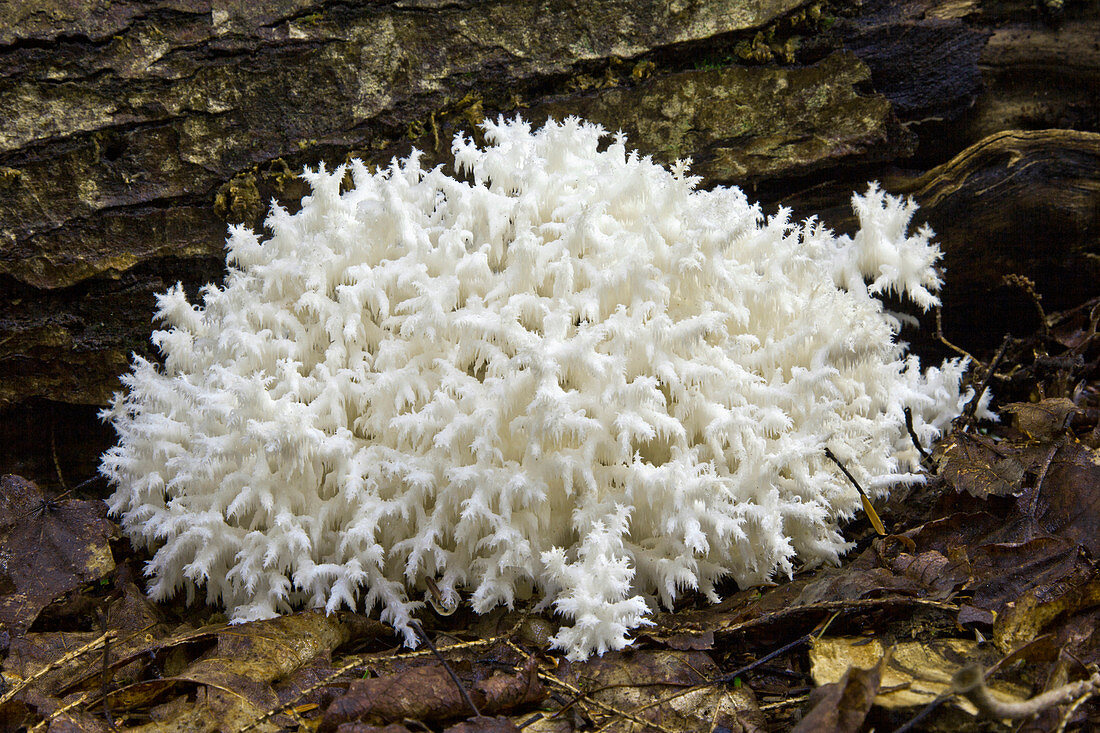 Comb Tooth Fungus