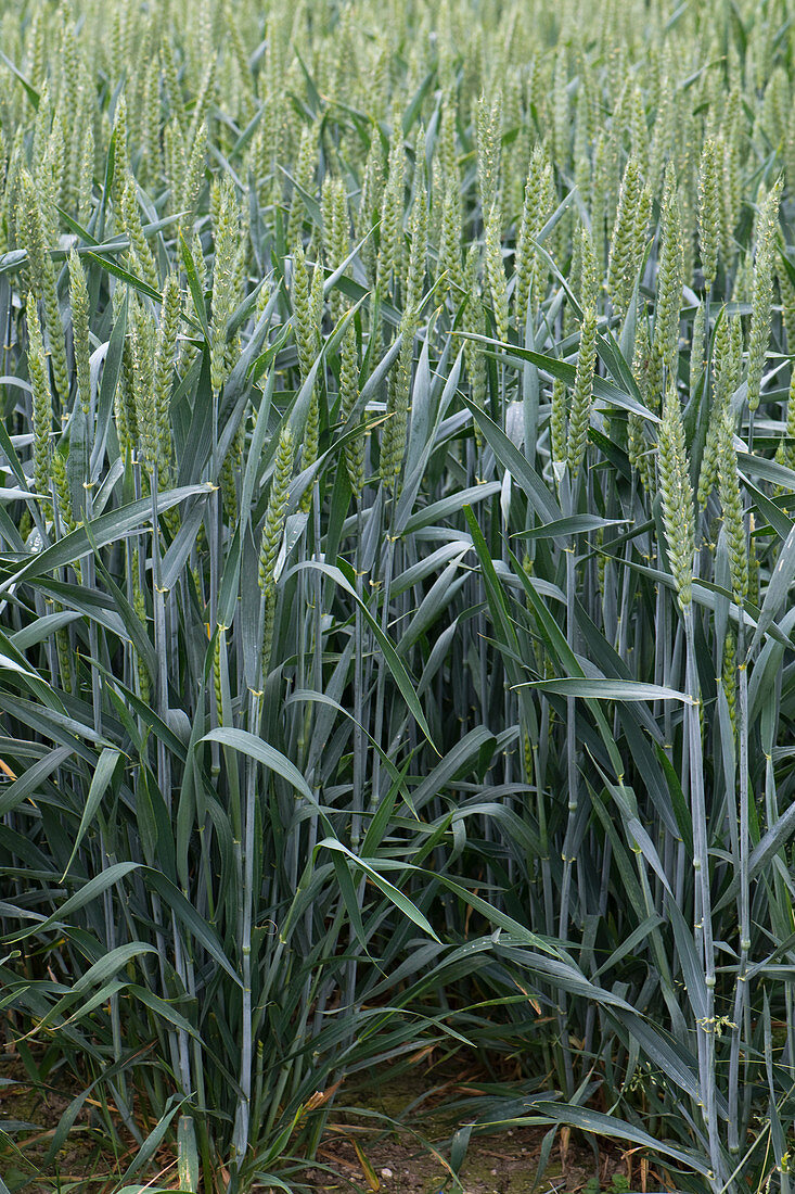 Wheat flowering ear