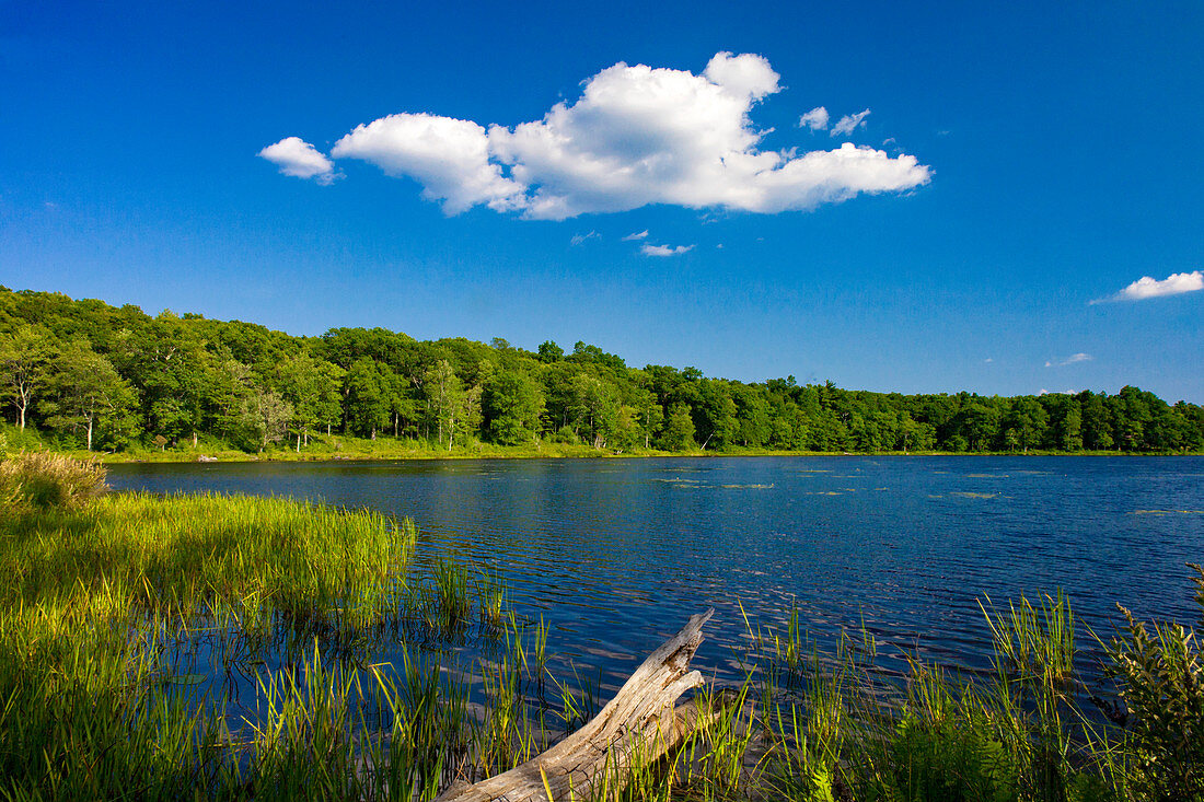 Lily Pond in the Poconos