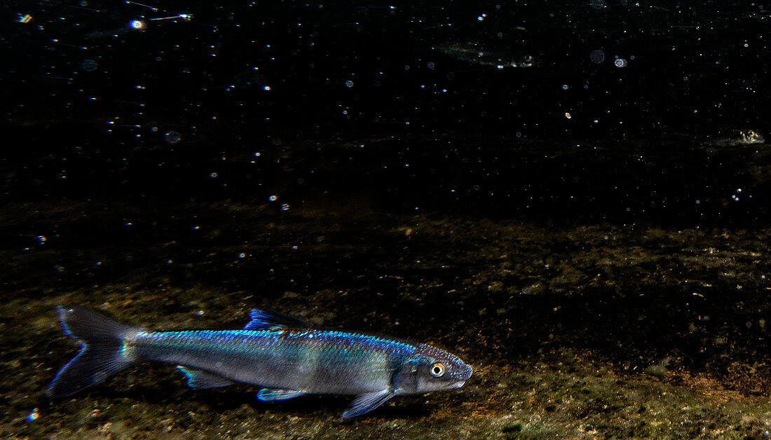 Male Spotfin Chub