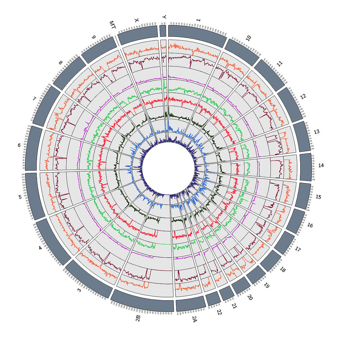 Circos, Circular Genome Map, Chimp