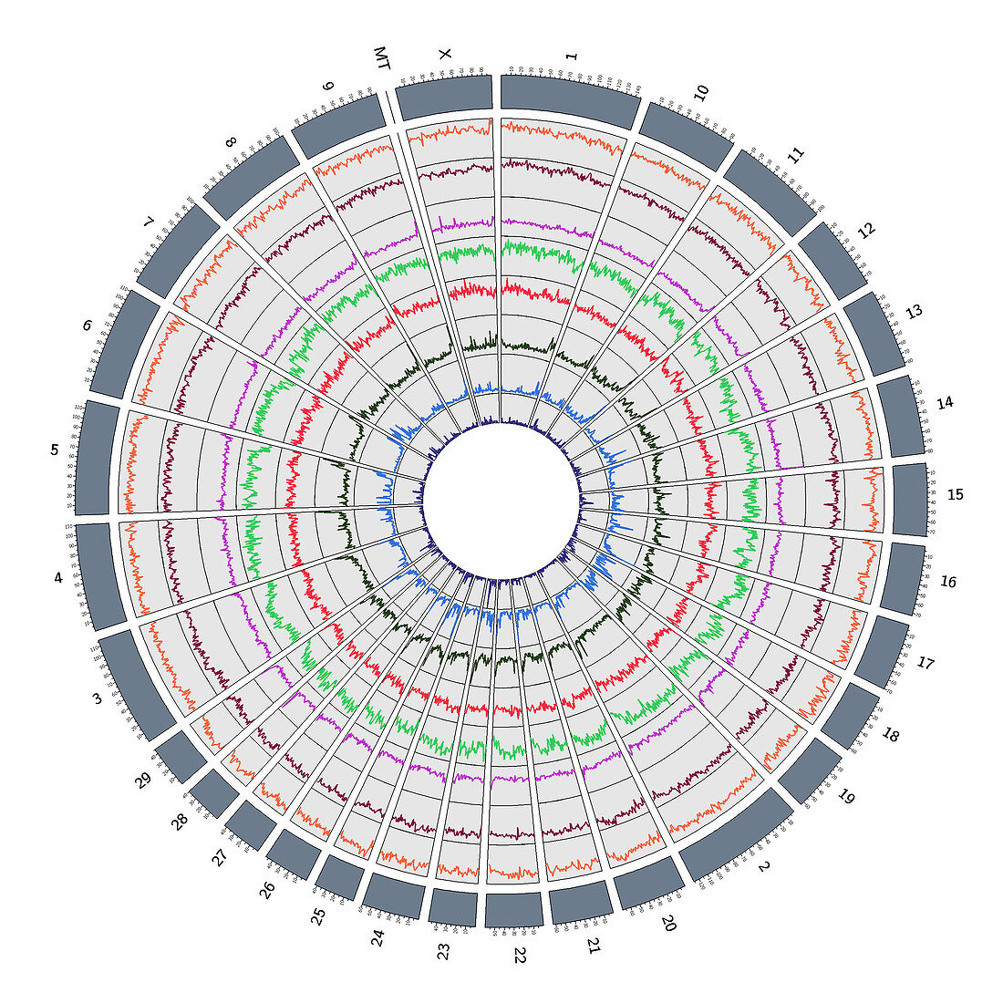 Circos, Circular Genome Map, Cow