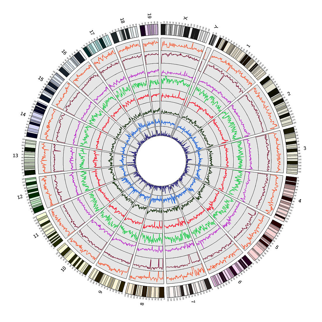 Circos, Circular Genome Map, Mouse