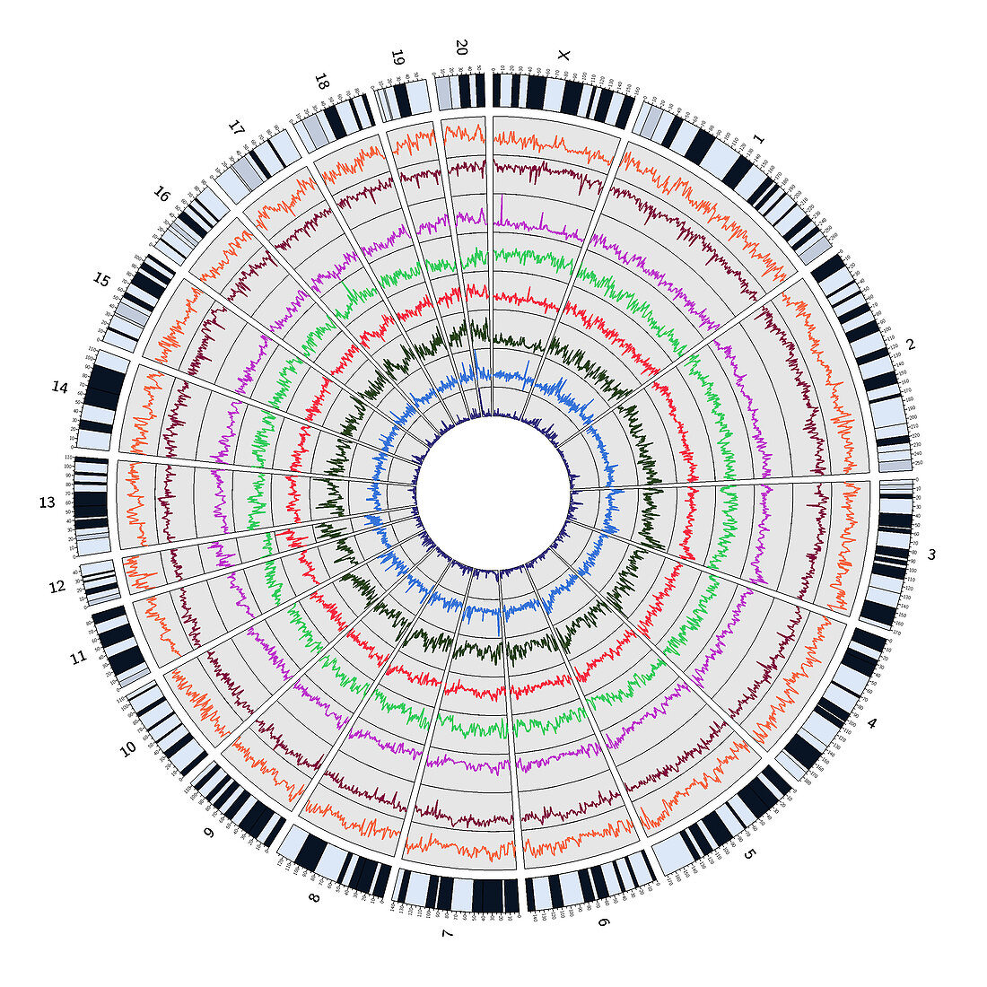 Circos, Circular Genome Map, Rat