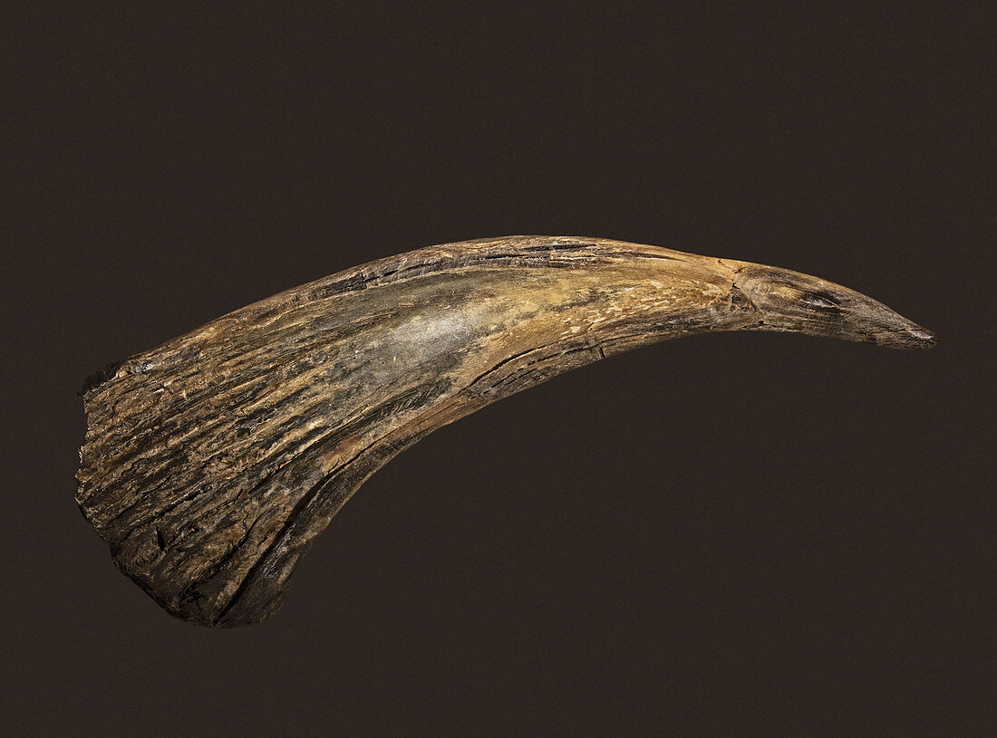 Buffalo Horn Spoon, Plains Indian
