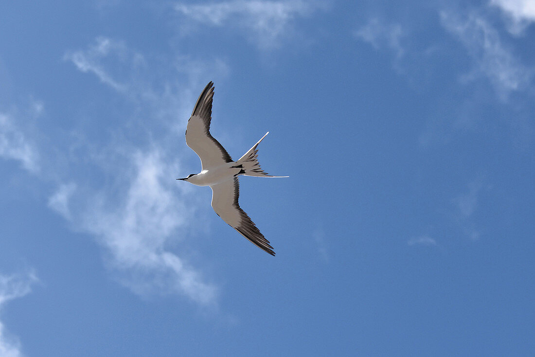 Sooty Tern on Ascension Island