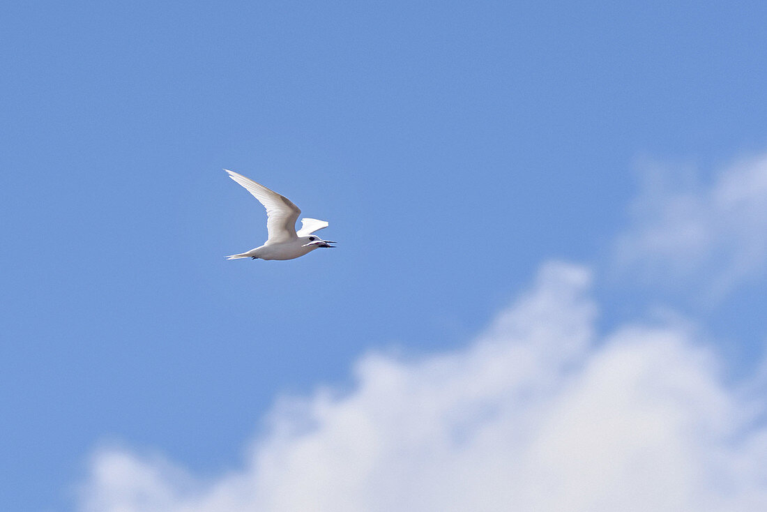 White Tern on Ascension Island