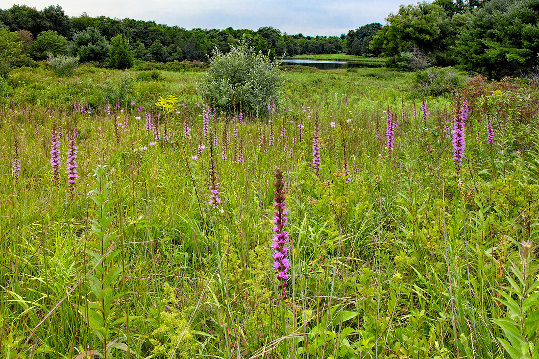 Summer Wildflower Meadow