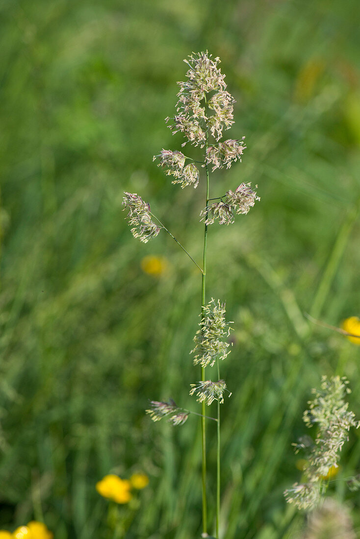 Cocksfoot flowering grass