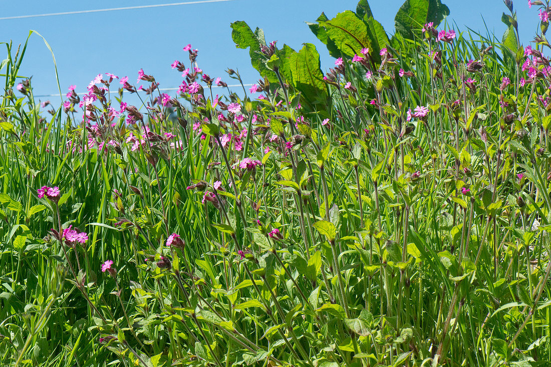 Spring flowers