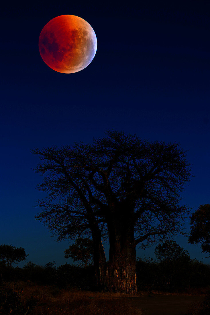Total Lunar Eclipse and Baobab Tree
