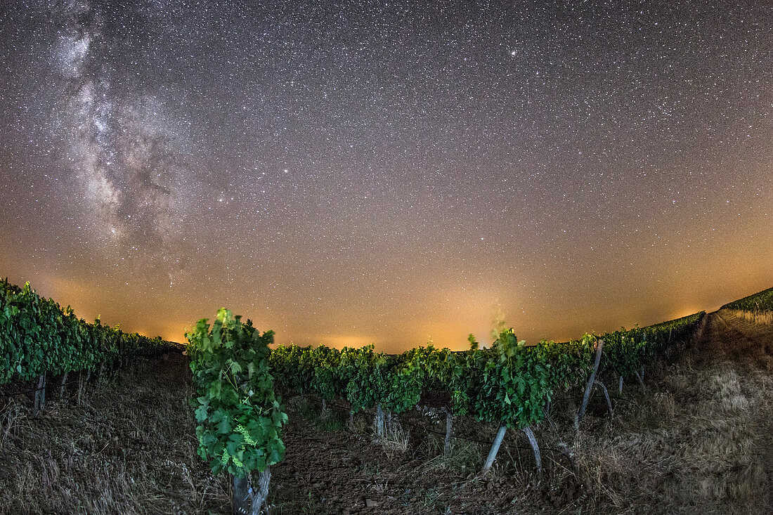 Milky Way over vineyard