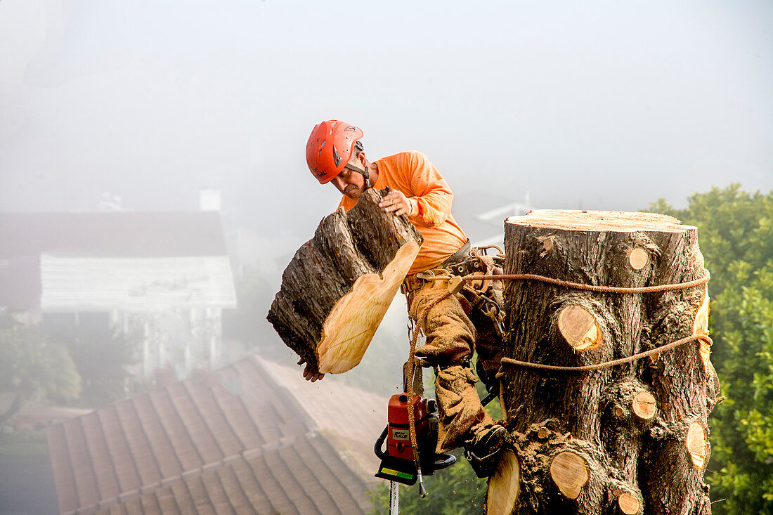 Worker cutting down a tree