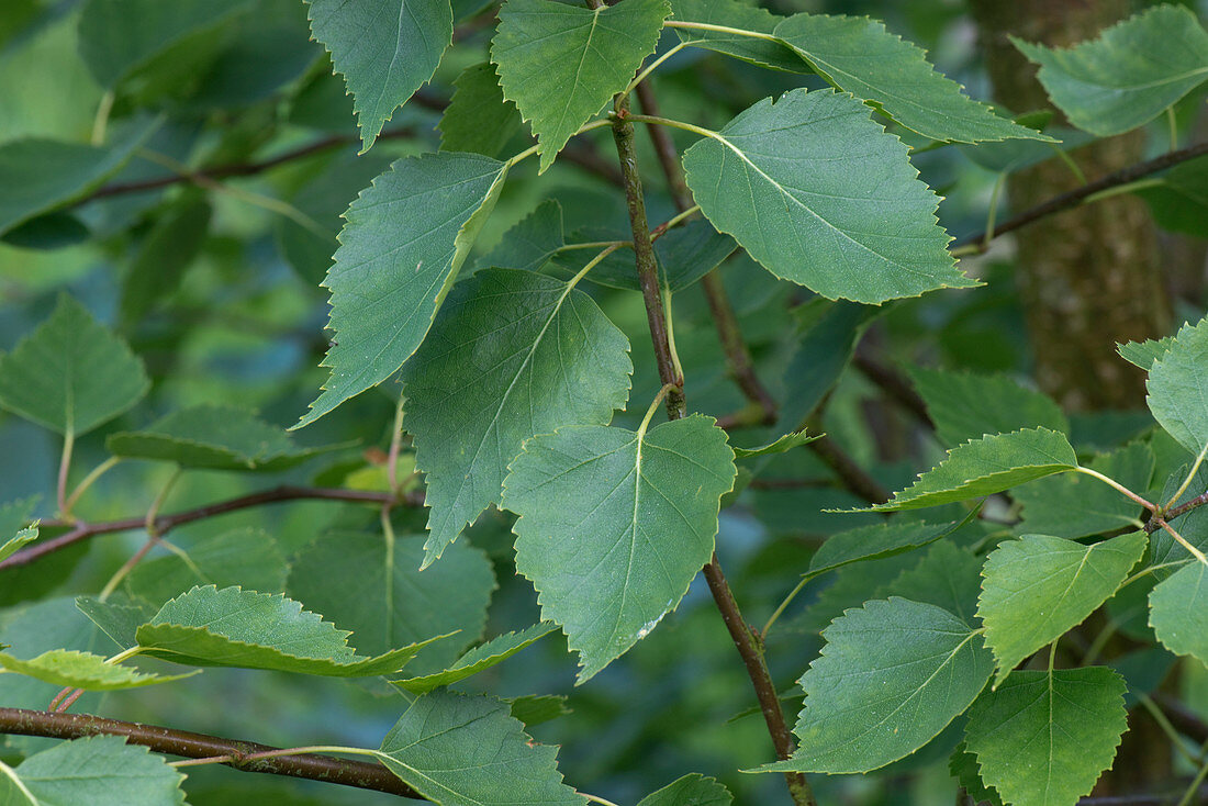 Young silver birch leaves