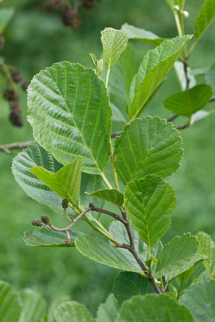 Young alder leaves