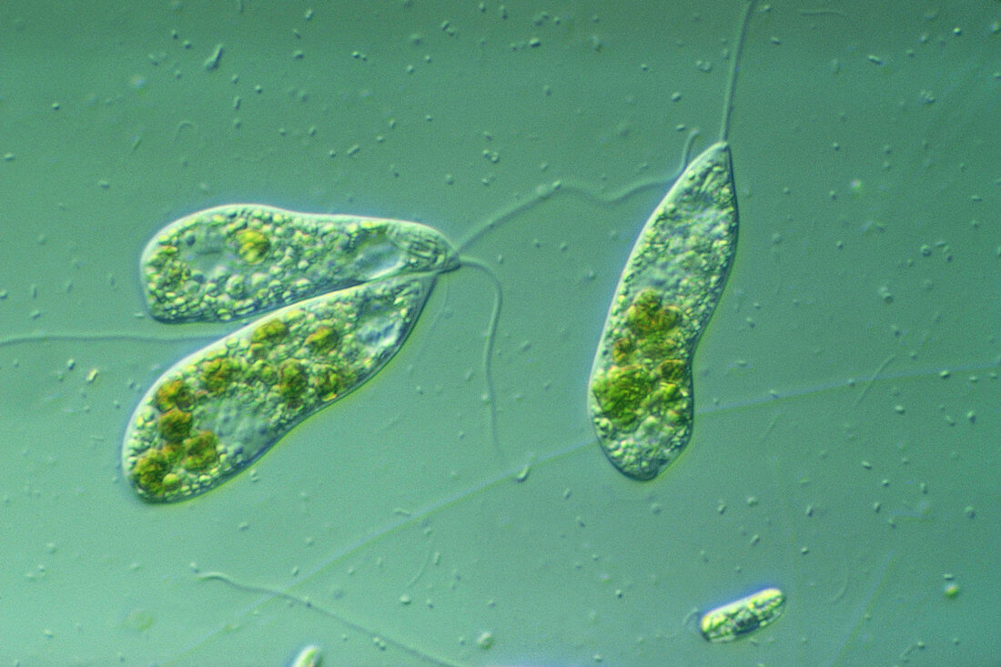 Flagella shown on Peranema
