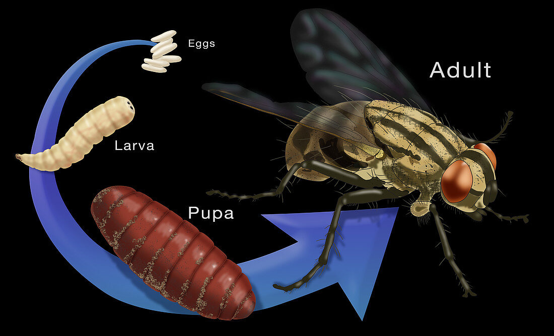 Life Stages of a House Fly, Illustration