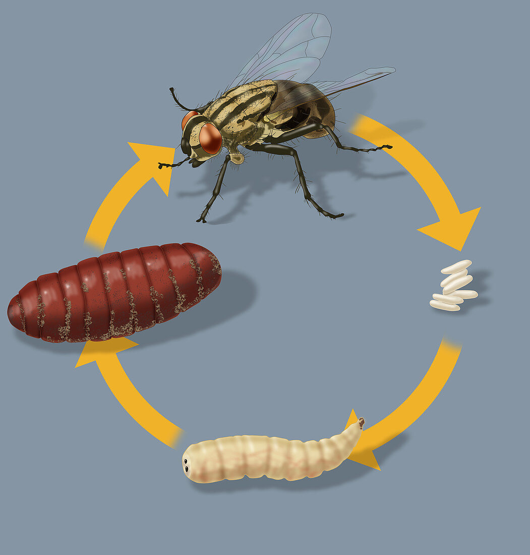 Life Cycle of a House Fly, Illustration