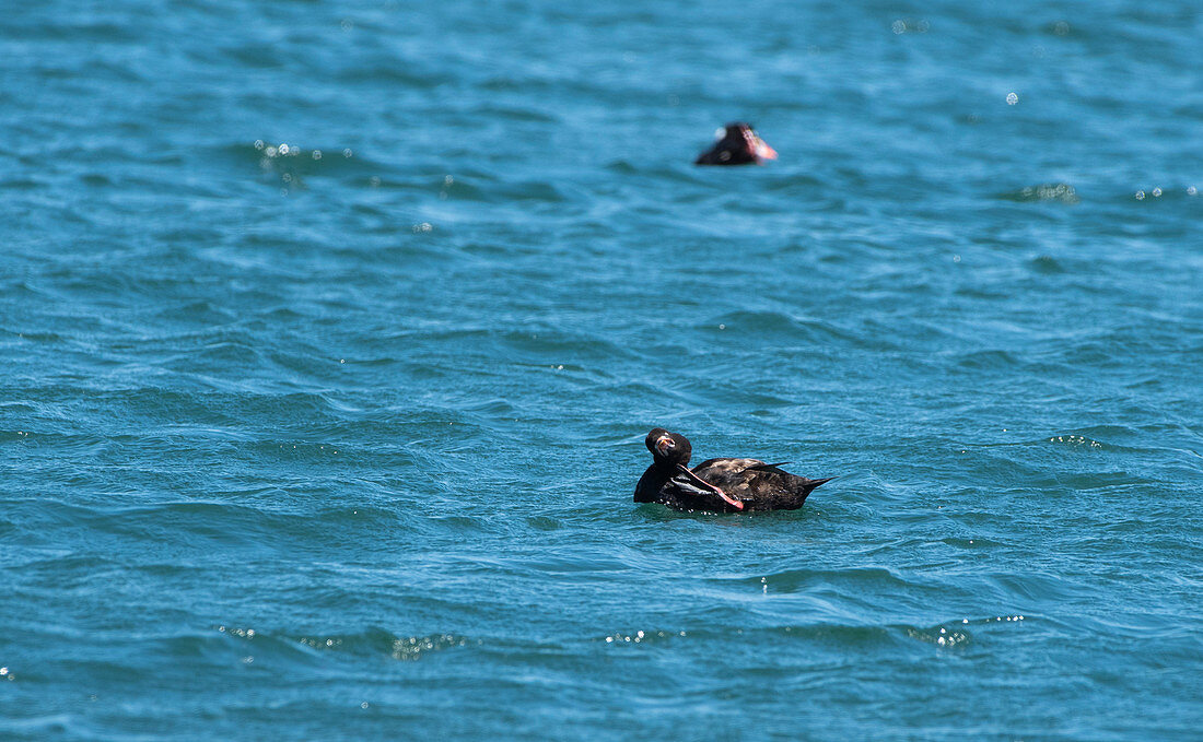 Surf Scoter