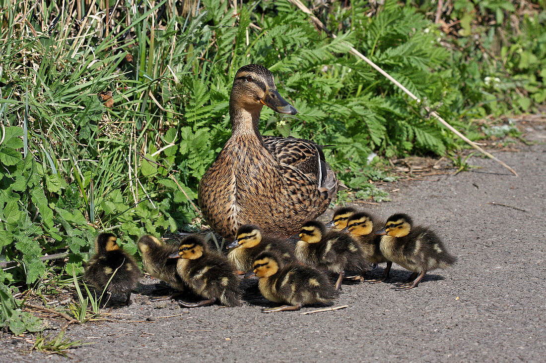 A mother Mallard with nine ducklings