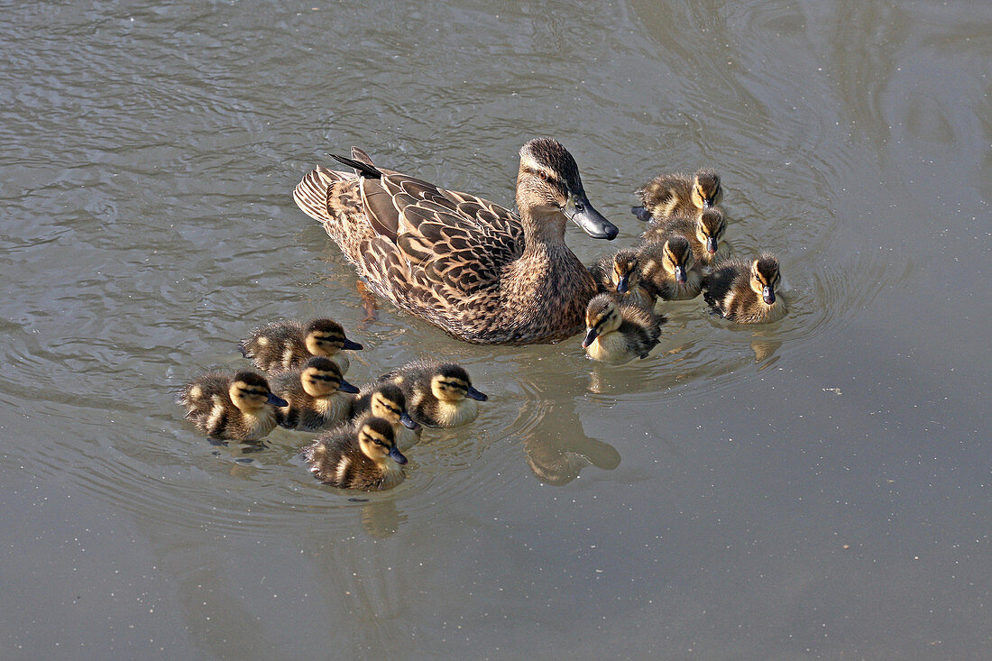 A mother Mallard with a dozen ducklings