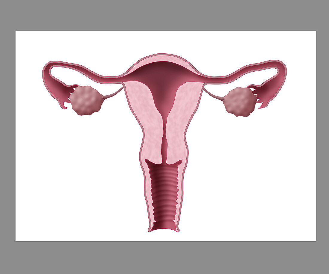 Uterus, Ovaries, Fallopian Tubes, Illustration