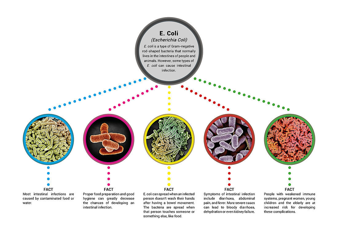 E. coli Infographic