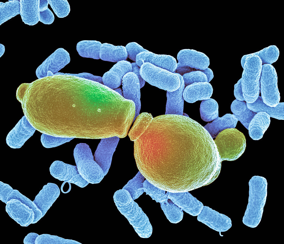 E. coli and Candida albicans, SEM