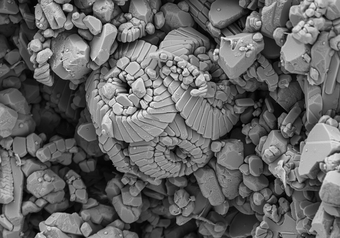 Calcareous Phytoplankton Fossil, SEM