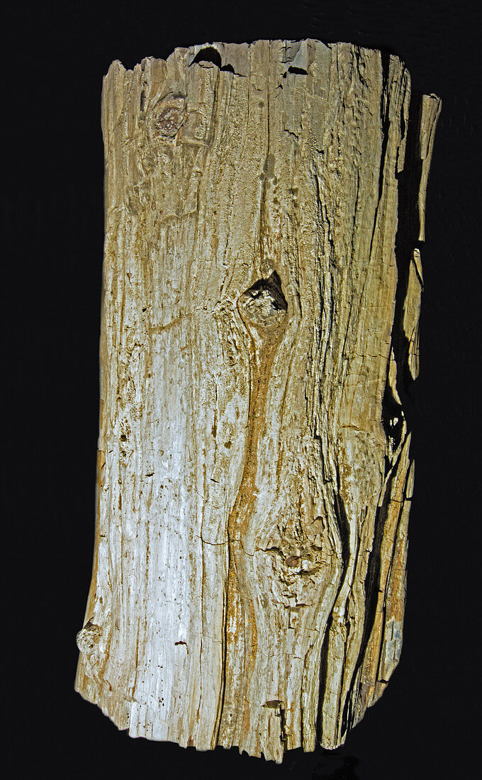Petrified conifer tree log