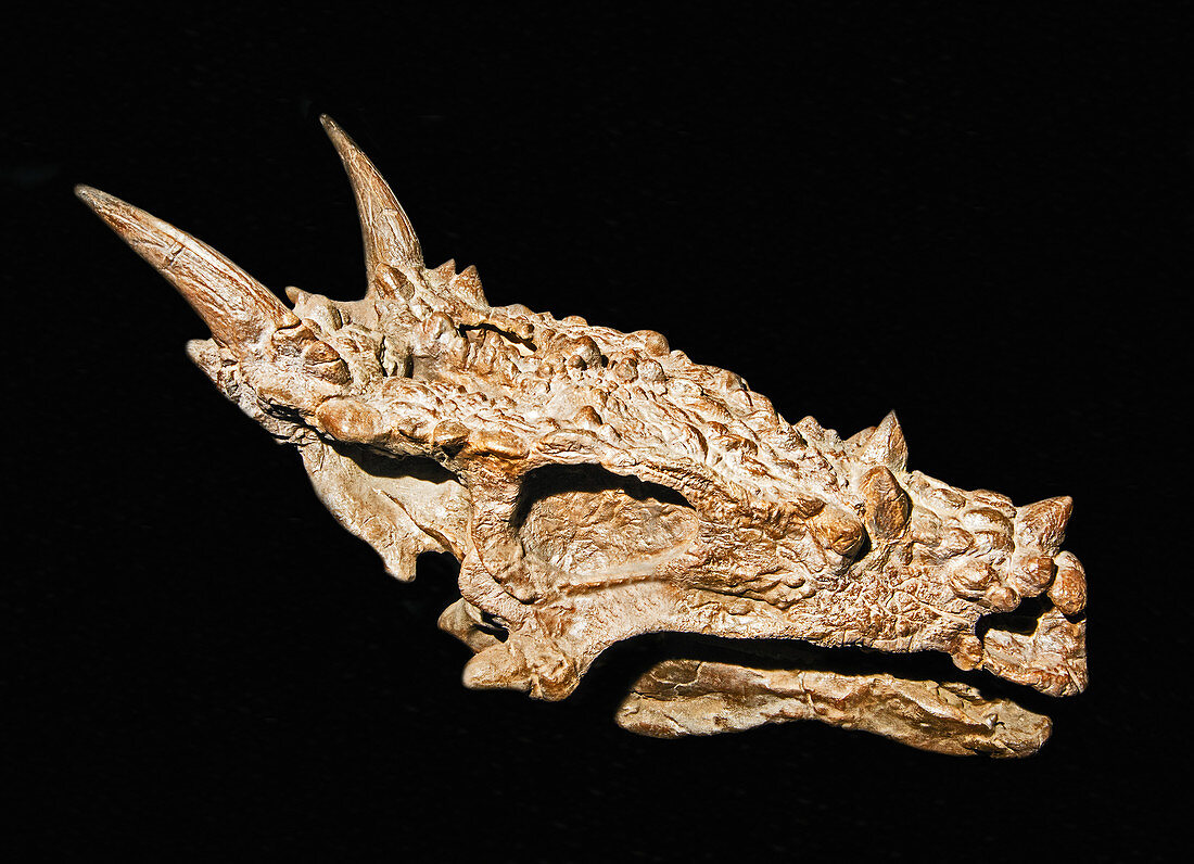 Pachycephalosaurus dinosaur skull, juvenile