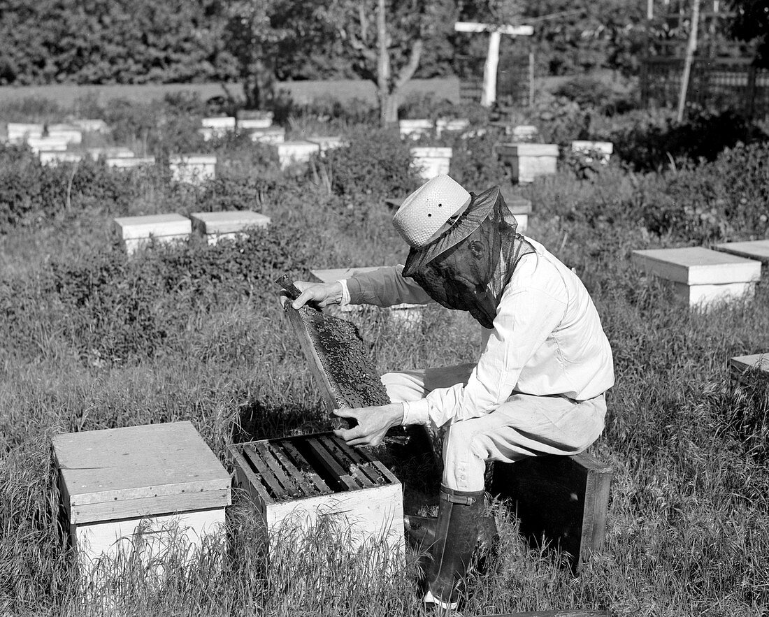 Apiary, Beekeeper Examines Honeycomb, 1940