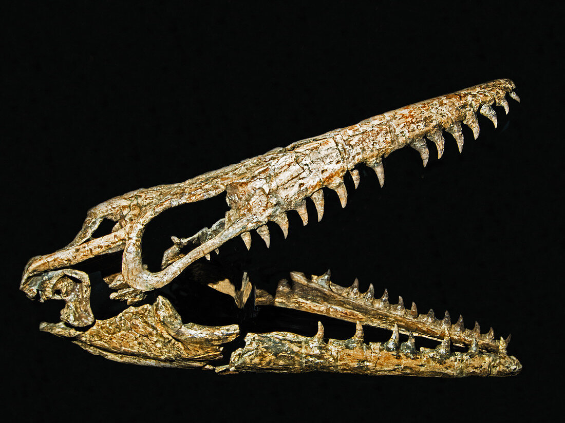 Mosasaurus skull fossil