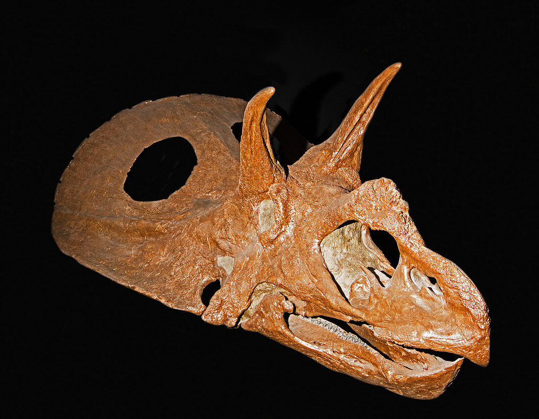 Skull of an adult Triceratops